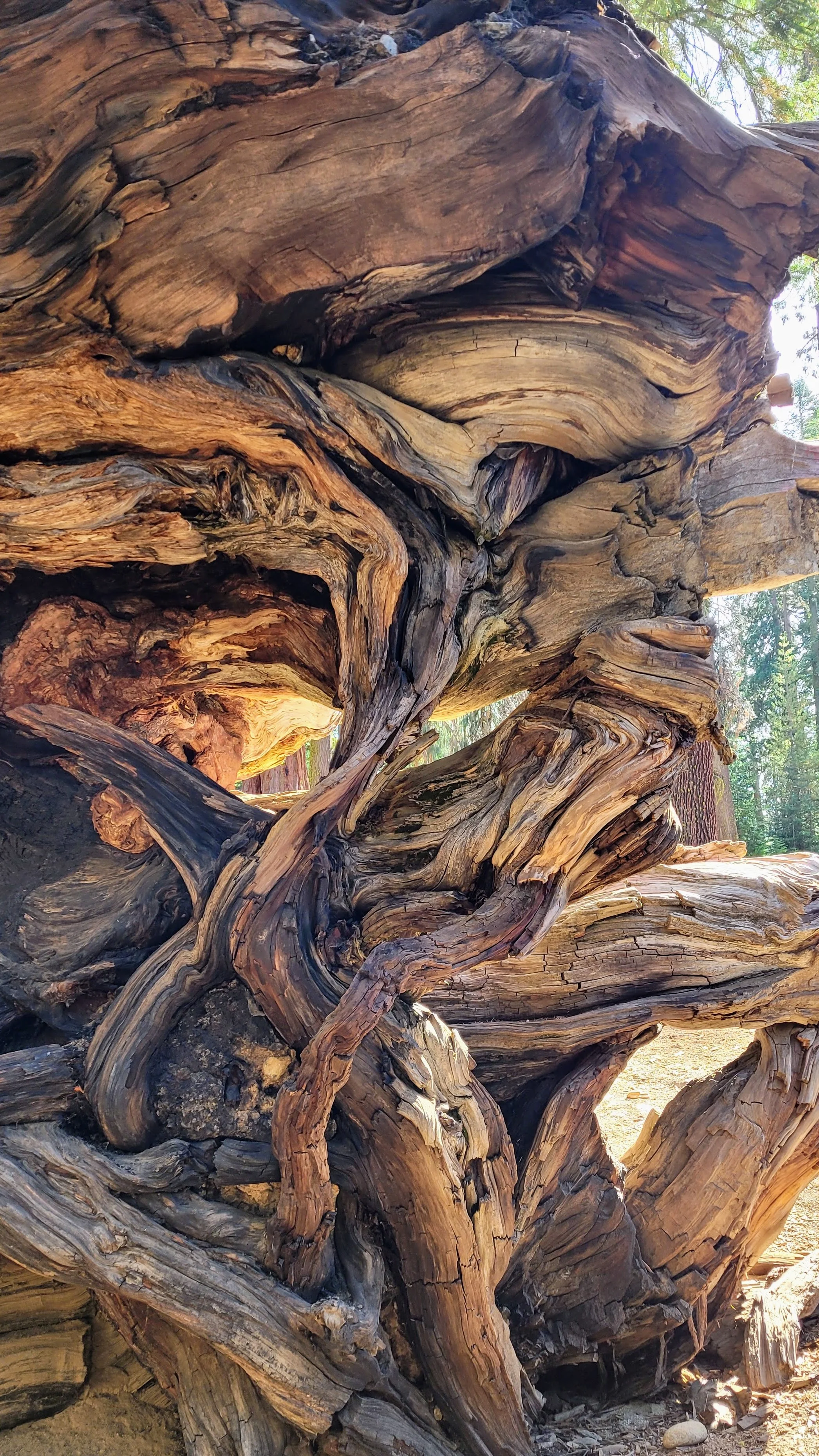 Closeup of the Fallen Monarch