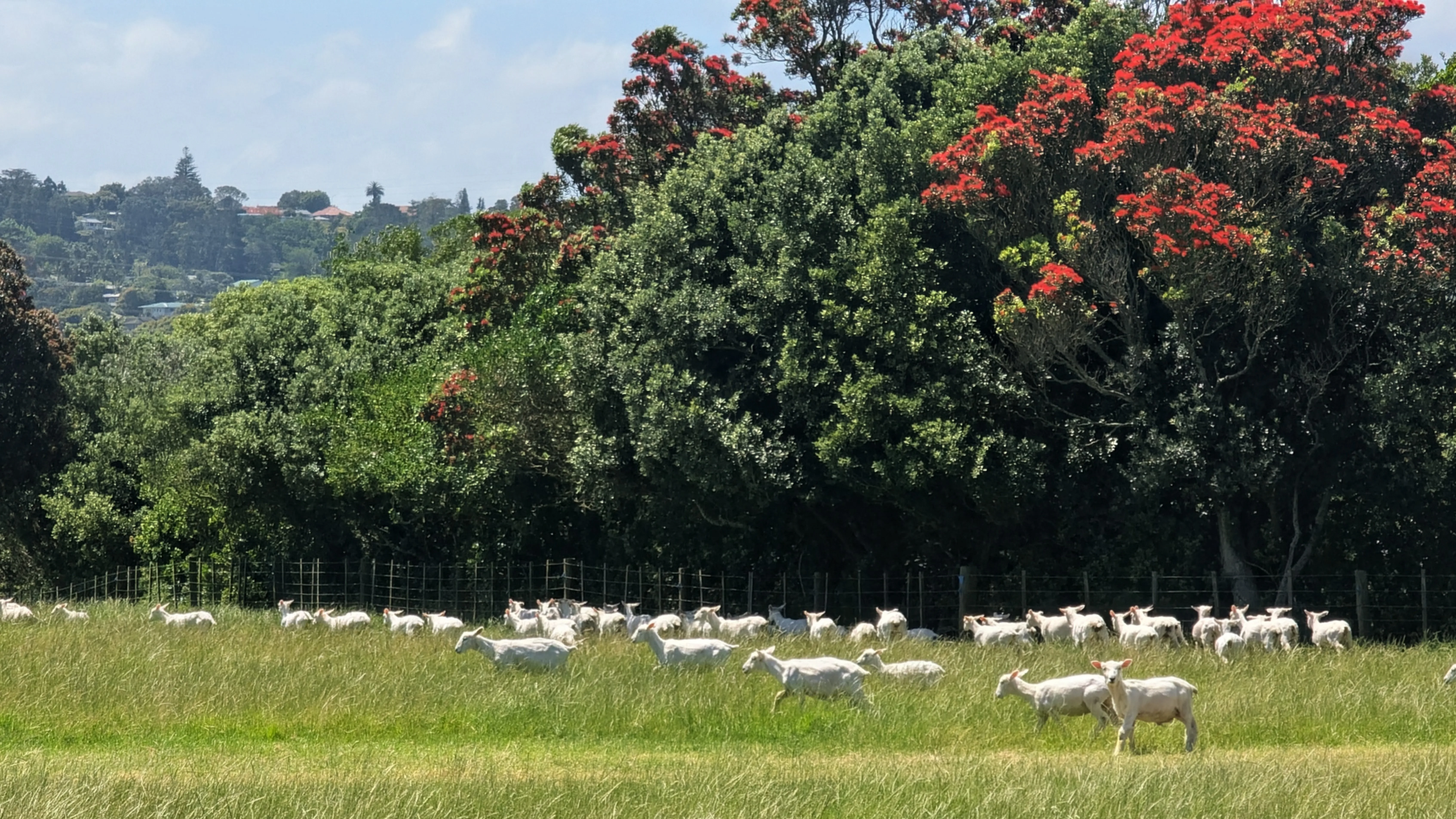 Ambury Regional Park