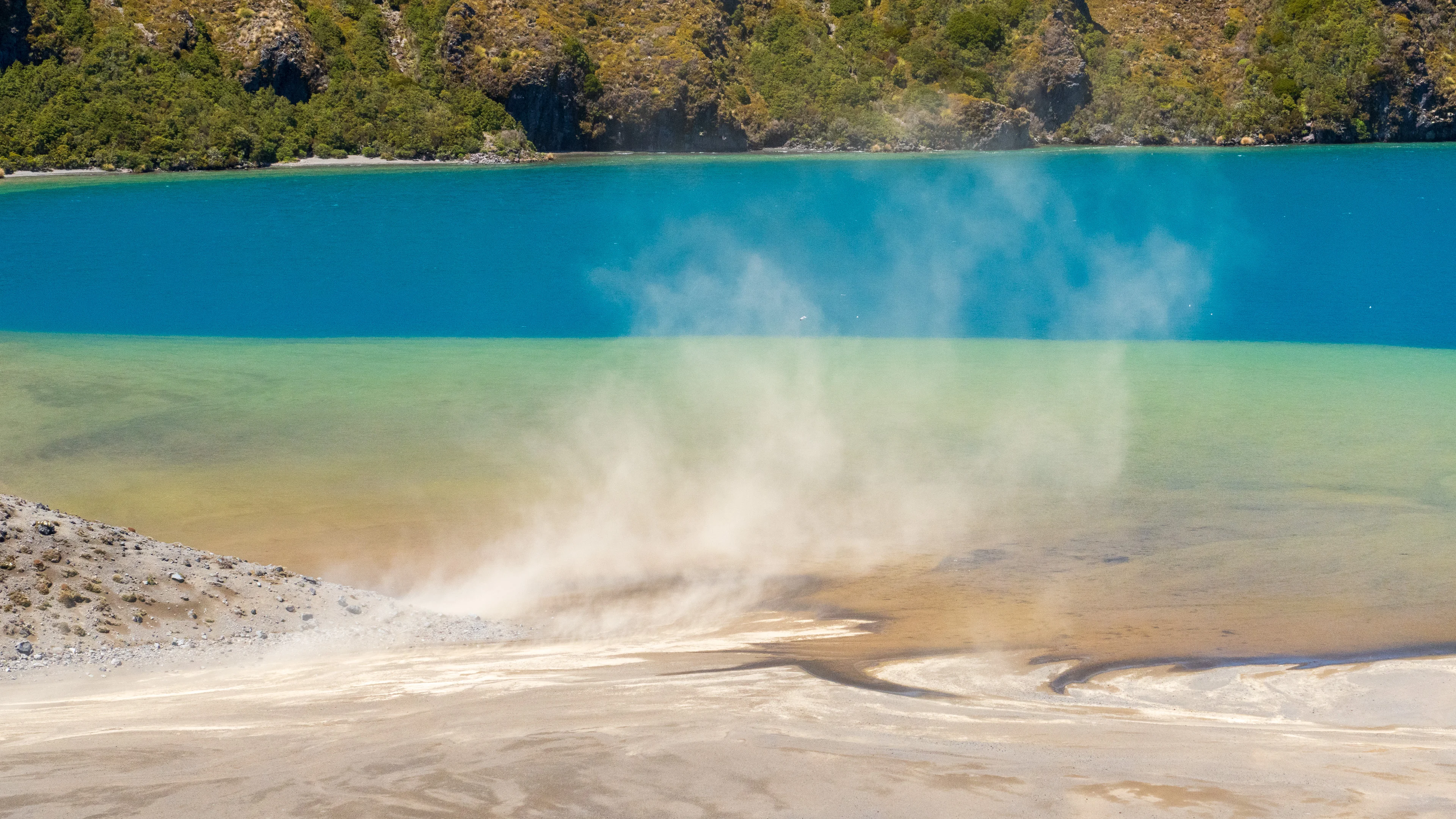 Closeup of Willy-Willies