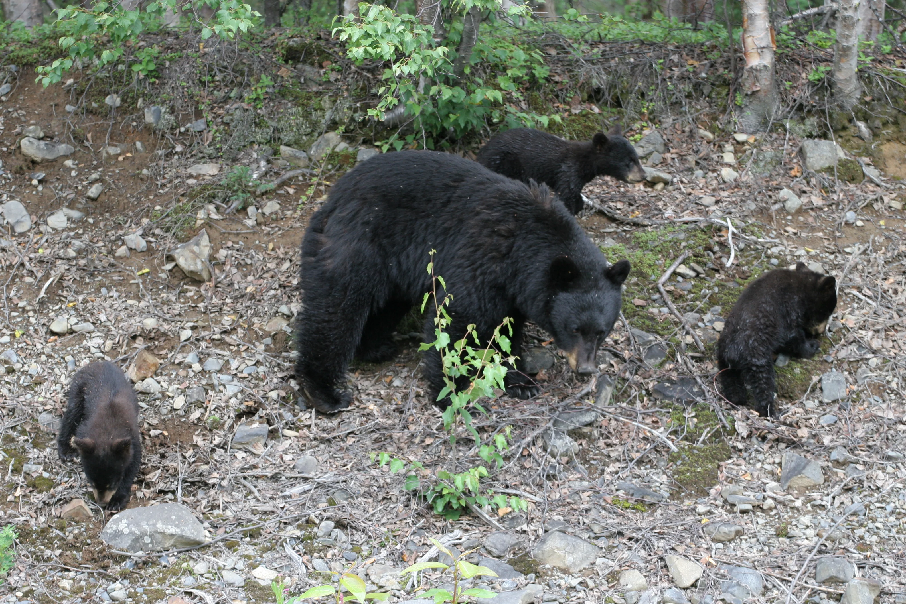 Mama Bear with 3 cubs