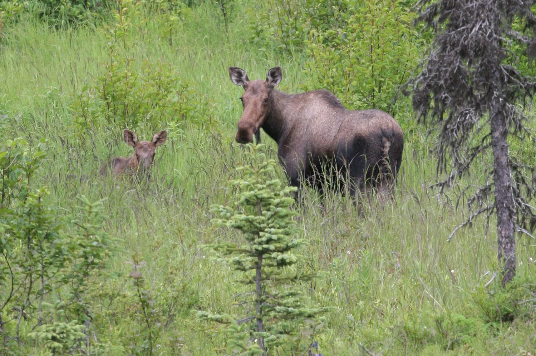 Homer Mama Moose & young