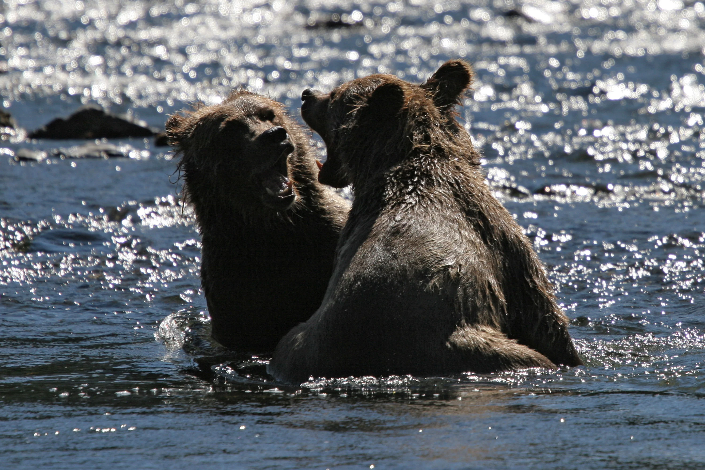 Playing Russian River Cubs