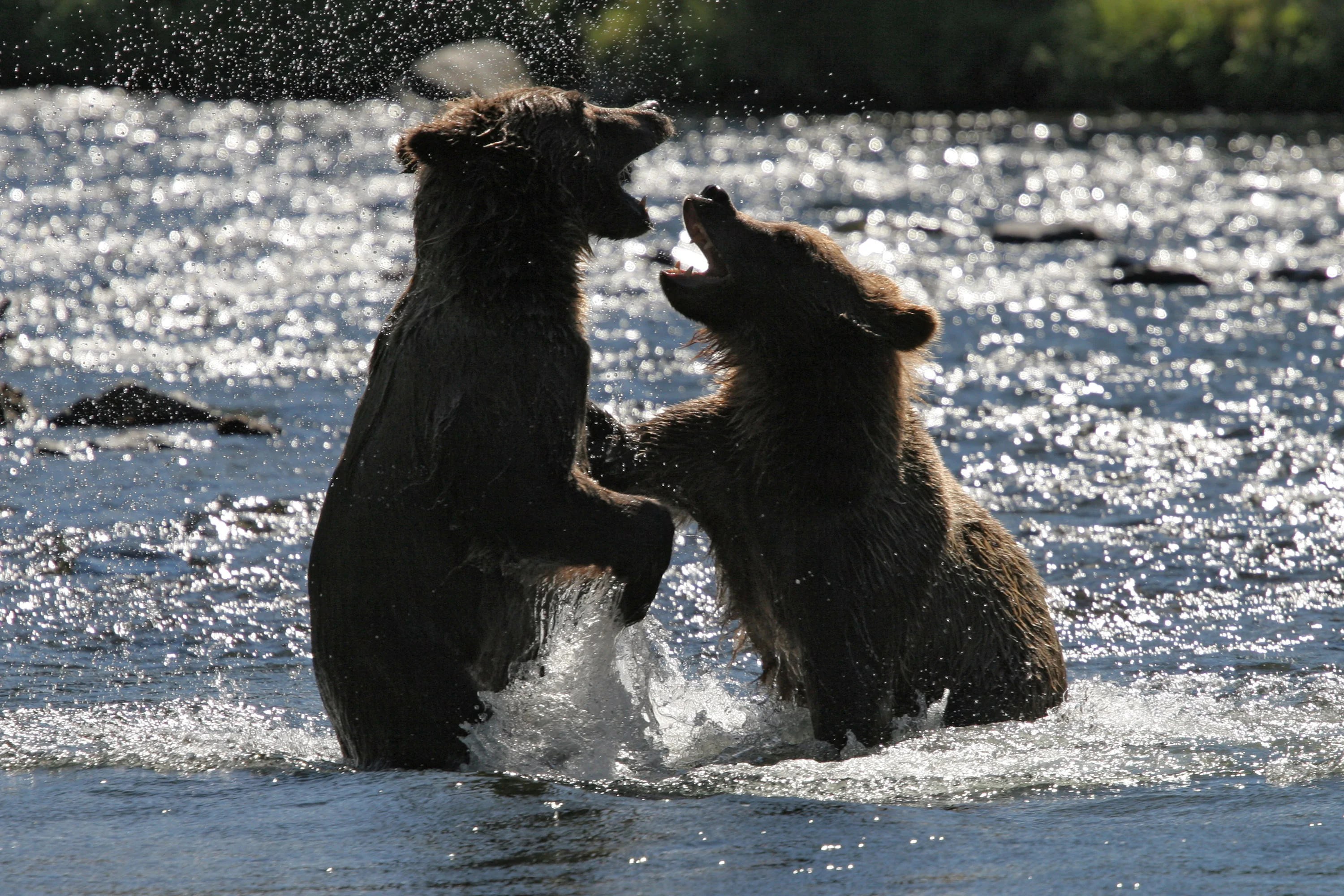 More Playing Russian River Cubs