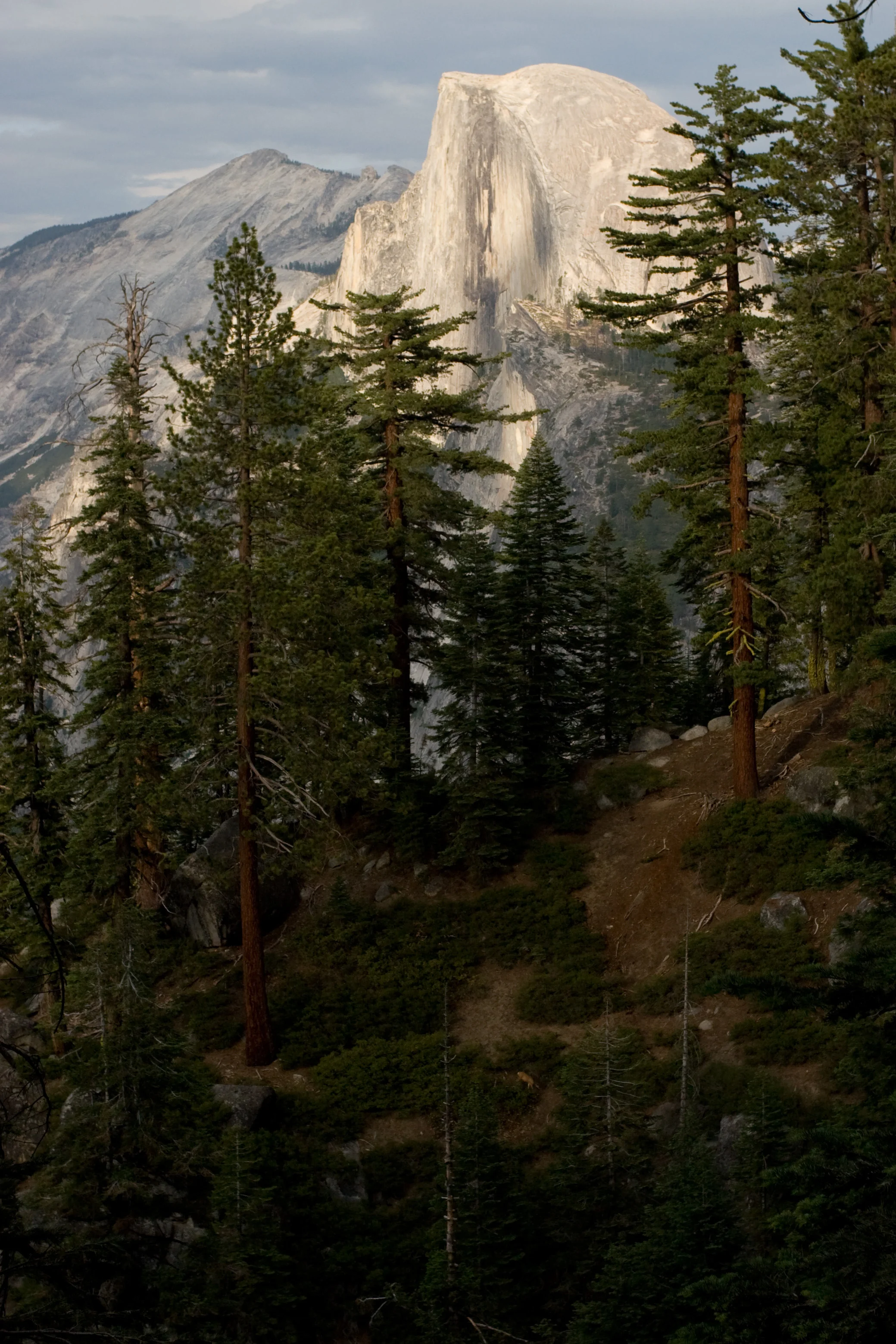 Half Dome and pine trees from Four Mile Trail