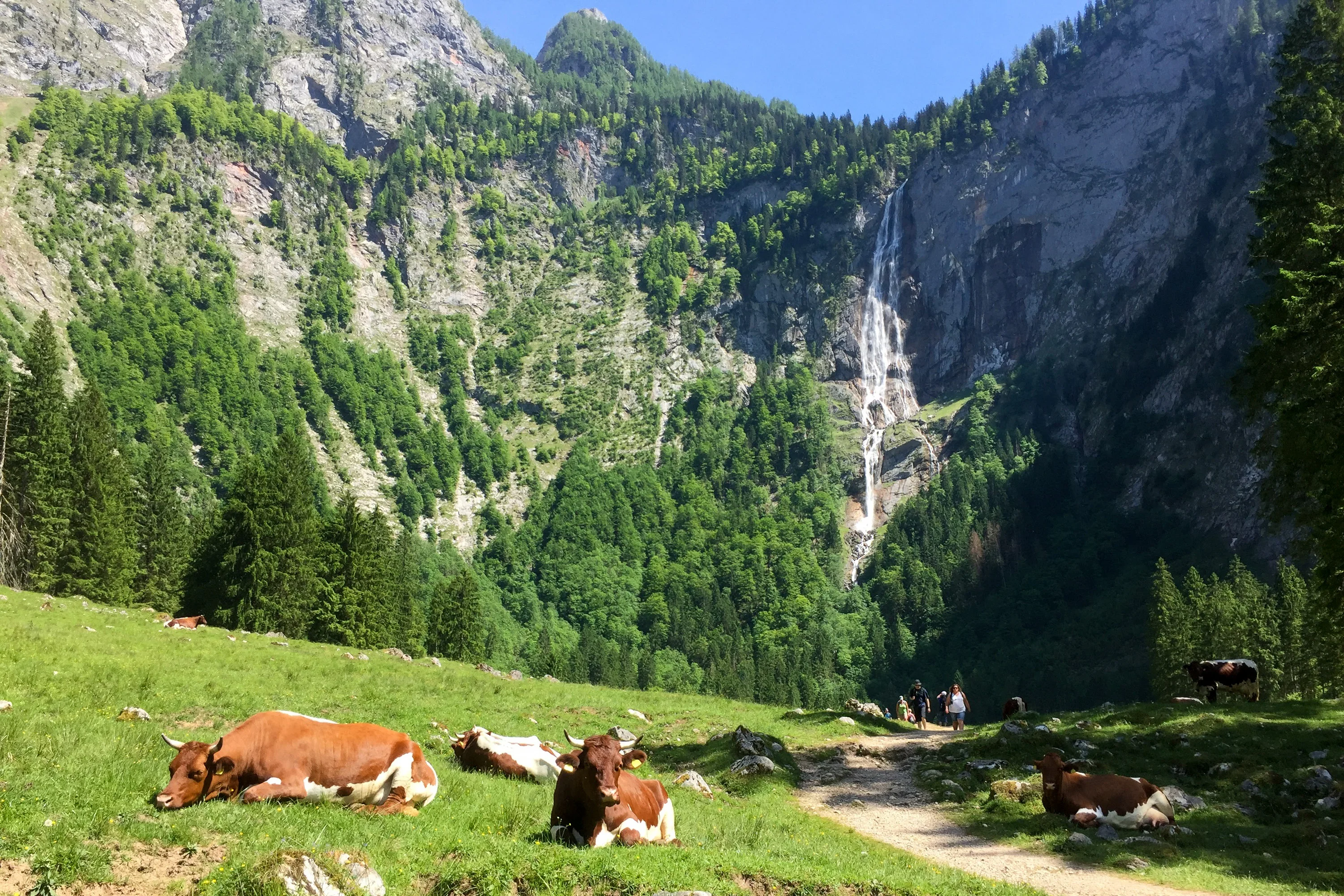 Friendly German cows lounging near the Rothbachfall