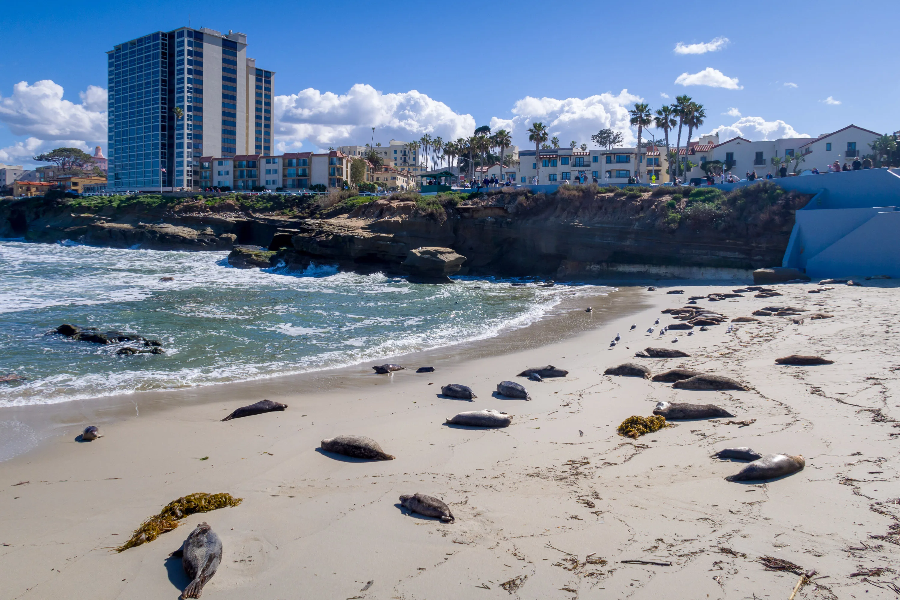 The sea lions of La Jolla