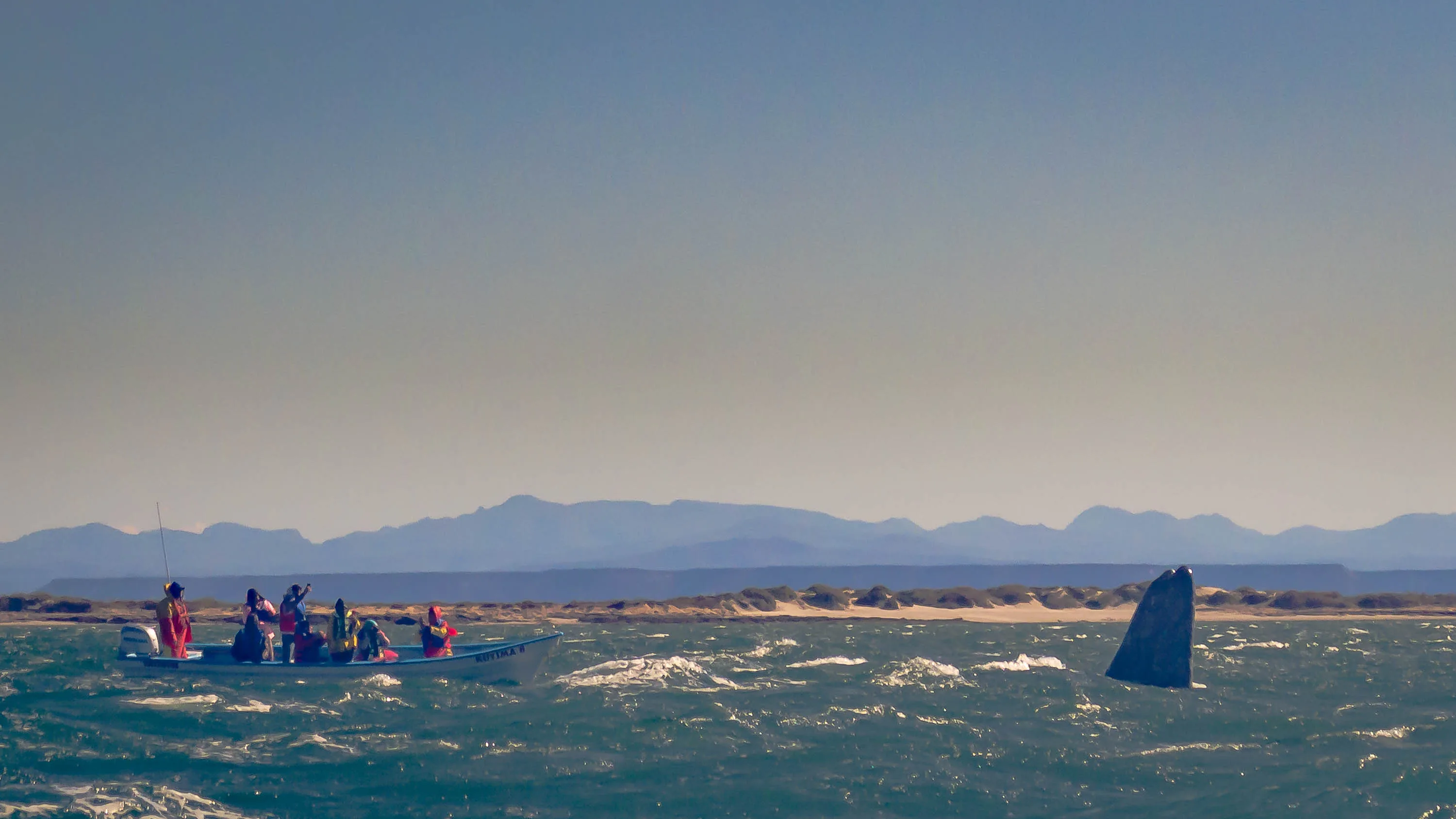 Spyhopping in the Laguna