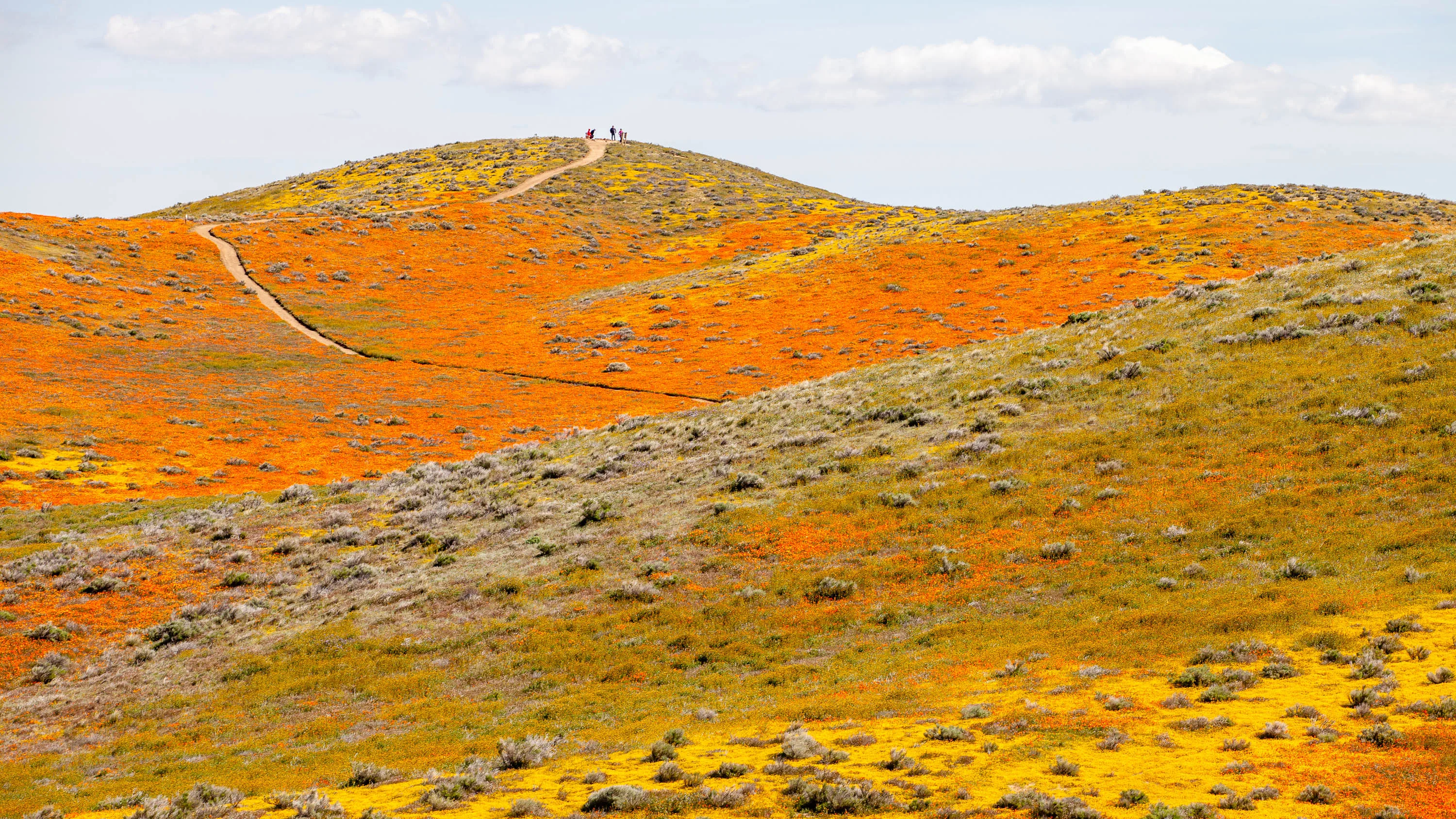 Antelope Valley Poppy Reserve