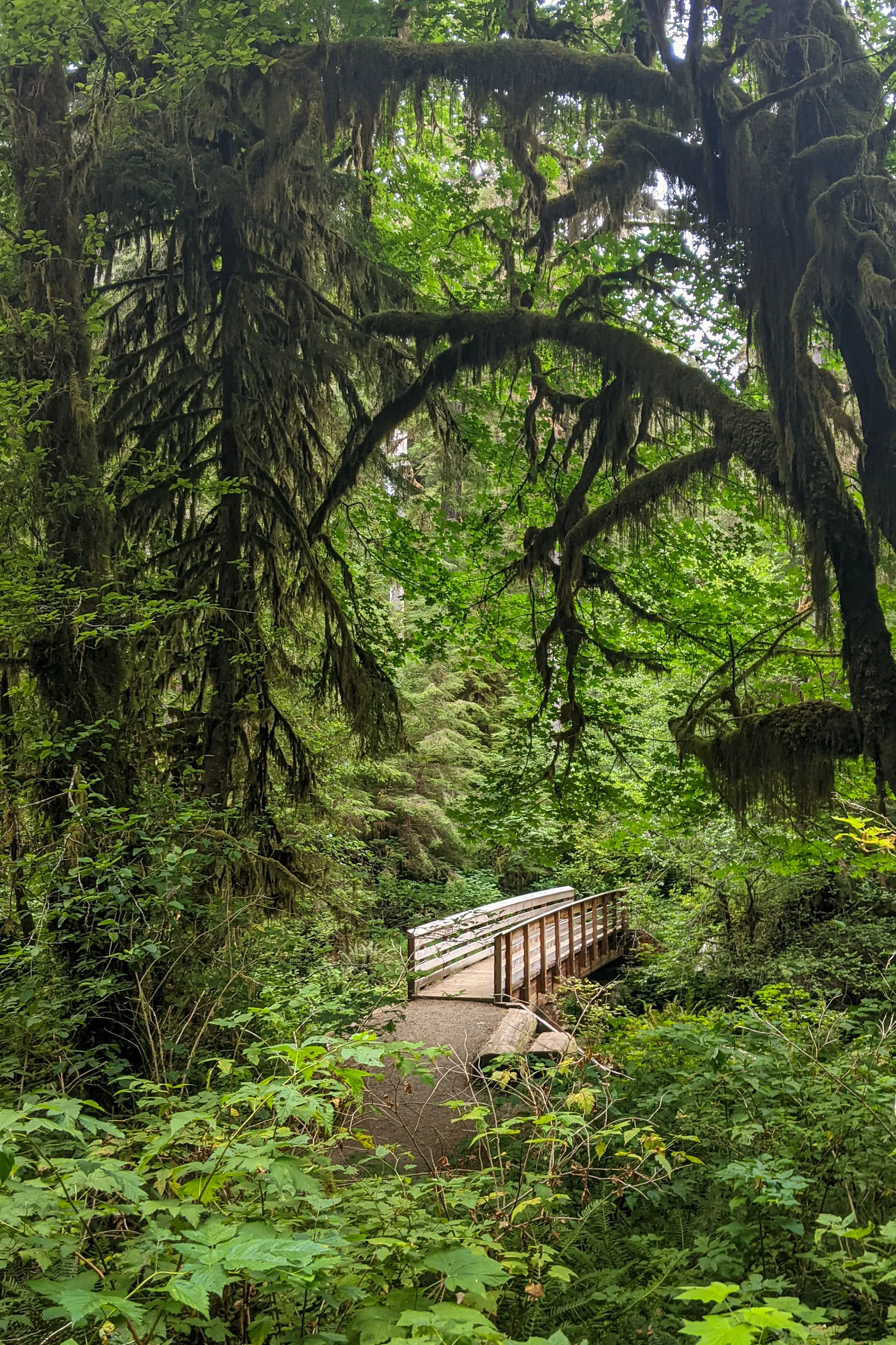 Quinault Rainforest